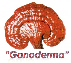Ganoderma (Lingzhi), herbal ajaib, manfaat kesehatan, kekebalan tubuh,