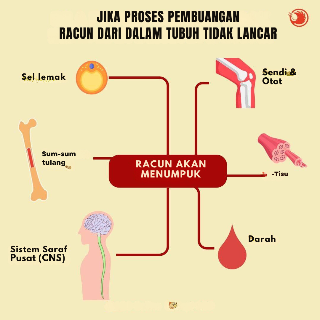 ganoderma-detox