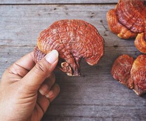 Ganoderma lucidum, jamur dengan manfaat kesehatan yang digunakan dalam pengobatan kanker."