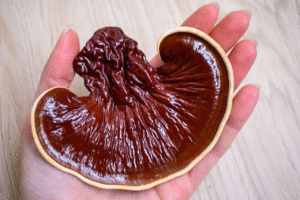 ganoderma